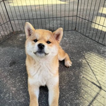 柴犬(標準サイズ)【岐阜県・女の子・2023年9月8日・赤】の写真「小柄な女の子」