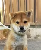 柴犬(標準サイズ)【岐阜県・男の子・2024年7月28日・赤】の写真2