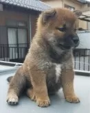 柴犬(標準サイズ)【岐阜県・女の子・2024年4月18日・赤】の写真3