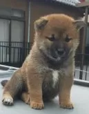 柴犬(標準サイズ)【岐阜県・女の子・2024年4月18日・赤】の写真5