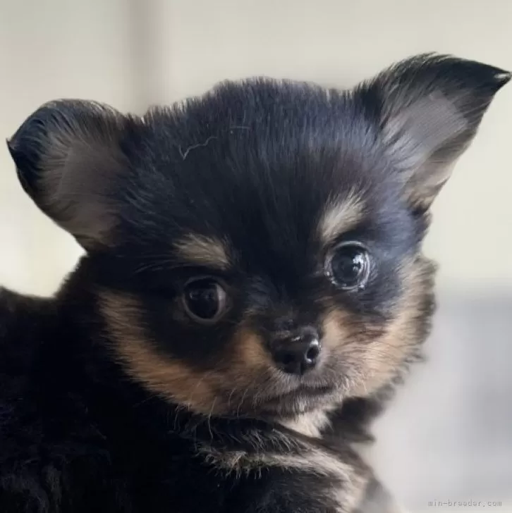 えつさん 様のお迎えした子犬