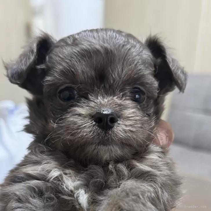 N.H 様のお迎えした子犬