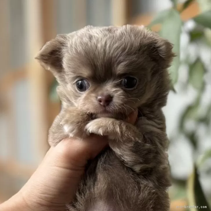 ちい 様のお迎えした子犬