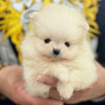 ポメラニアン【静岡県・男の子・2024年12月11日・クリーム】の写真「極小ポメ君」