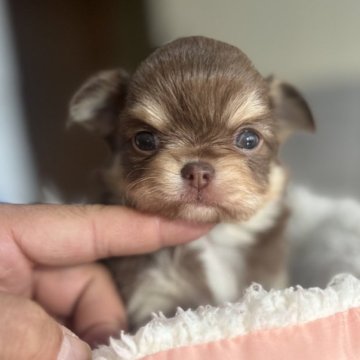 チワワ(ロング)【静岡県・男の子・2024年12月20日・チョコクリーム】の写真「イケメンチワワ君」