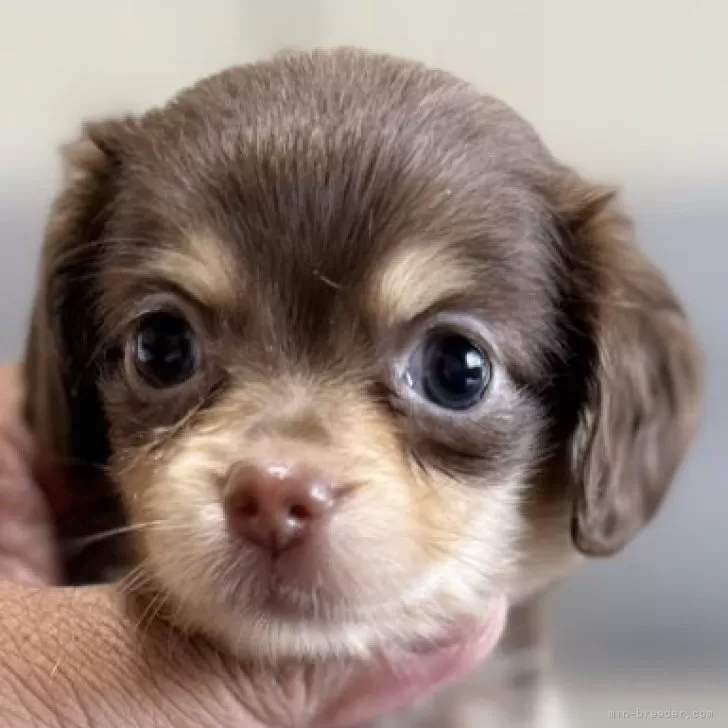 さめ 様のお迎えした子犬