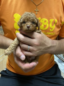 トイプードル(タイニー)【静岡県・男の子・2020年9月4日・レッド】の写真「小さくて可愛い子です。」