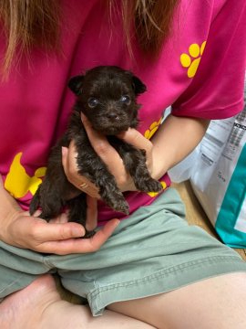 (チワワ×プードル)【静岡県・男の子・2020年5月16日・ブラウン】の写真「珍しい色のミックス犬です。」