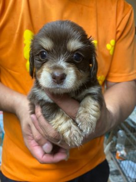 (チワワ×ダックス)【静岡県・男の子・2020年5月30日・チョコタン】の写真「めちゃカワです。」