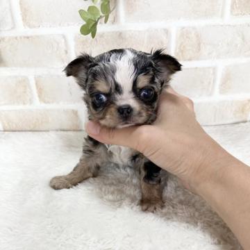 チワワ(ロング)【静岡県・男の子・2022年7月1日・ブルーマール】の写真「激かわレアカラー君。」