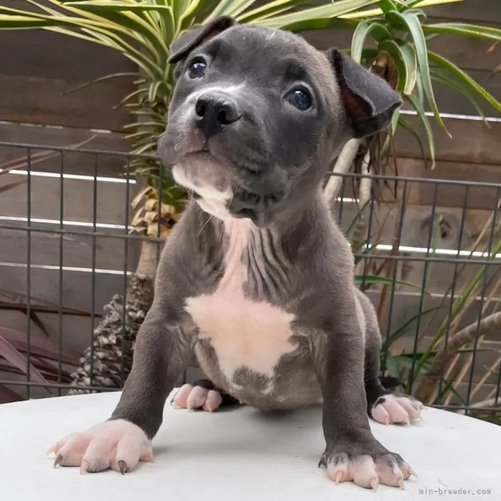 Y.T 様のお迎えした子犬