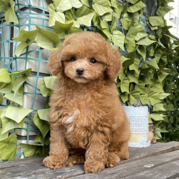 タイニープードル【香川県・男の子・2024年9月15日・レッド】の写真「激かわレッド⭐︎カードOK、コミコミ価格」