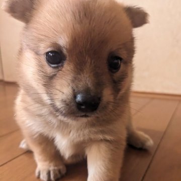 ポメ柴(ポメラニアン×豆柴)【鹿児島県・女の子・2024年12月23日・レッド】の写真「マルマルしていてとってもかわいい女の子です。」