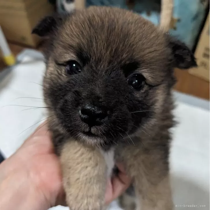 ポメ柴(ポメラニアン×柴犬)【鹿児島県・男の子・2024年4月1日・ブラック&amp;ブラウン&amp;ホワイト】の写真1