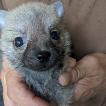 ポメチワ(ポメラニアン×チワワ)【鹿児島県・男の子・2024年8月7日・セーブル】の写真「小さくてかわいい男の子です。」