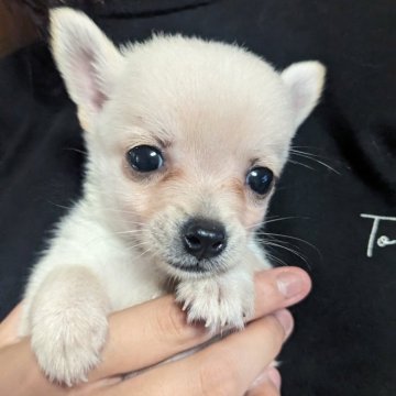 ポメチワ(ポメラニアン×チワワ)【鹿児島県・女の子・2024年8月7日・クリーム】の写真「人懐っこい女の子です。」