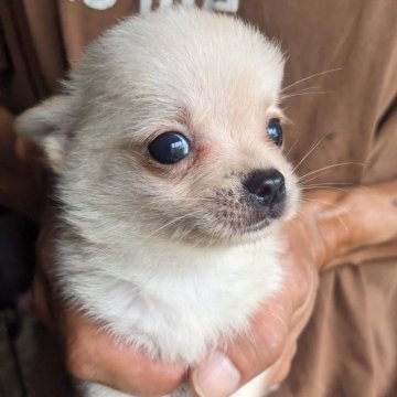 ポメチワ(ポメラニアン×チワワ)【鹿児島県・男の子・2024年8月7日・クリーム】の写真「6兄妹で1番小さい男の子です。」