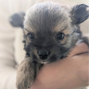 ポメマル(ポメラニアン×マルチーズ)【鹿児島県・男の子・2024年4月8日・セーブル】の写真「キレイなお顔の男の子です。」