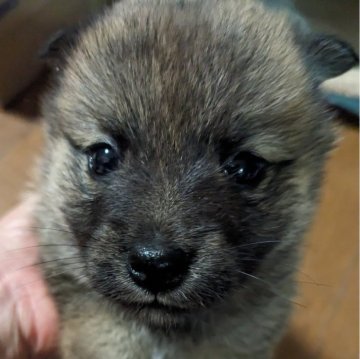 ポメ柴(ポメラニアン×柴犬)【鹿児島県・女の子・2024年4月1日・フォーン】の写真「マルマルしていて、とってもかわいい女の子です。」