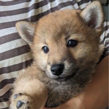 ポメ柴(ポメラニアン×柴犬)【鹿児島県・男の子・2024年4月1日・セーブル】の写真「ポメラニアン寄りの、たぬきくんです。」