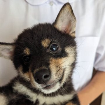 柴犬(豆柴)【鹿児島県・男の子・2023年4月30日・ブラック&タン】の写真「元気いっぱい、豆柴の男の子です。」