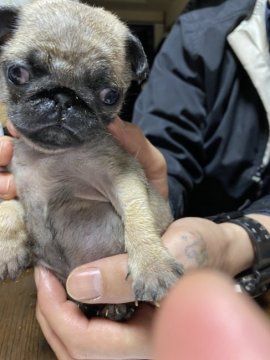 パグ【宮城県・女の子・2021年2月7日・フォーン】の写真「小ぶりな美人パグちゃんです。」