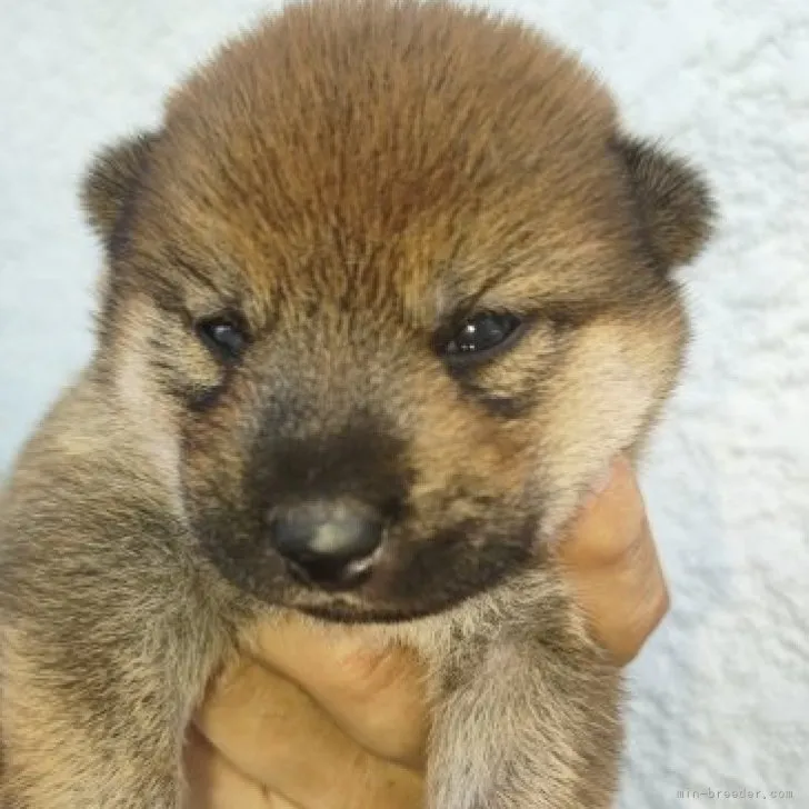 沙羅 様のお迎えした子犬