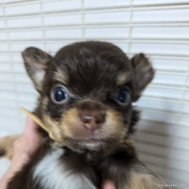 S.N 様のお迎えした子犬