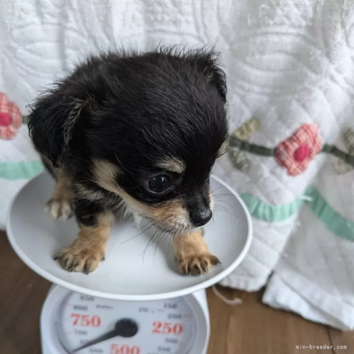 ジョン・スミス 様のお迎えした子犬