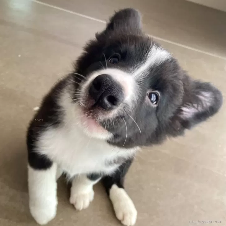 マコト 様のお迎えした子犬