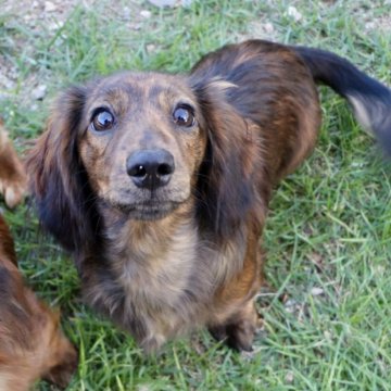 カニンヘンダックスフンド(ロング)【香川県・男の子・2024年4月20日・ブリンドル】の写真「家庭犬しつけ済✨母代々セラピー犬⭐️父チャンピオン」