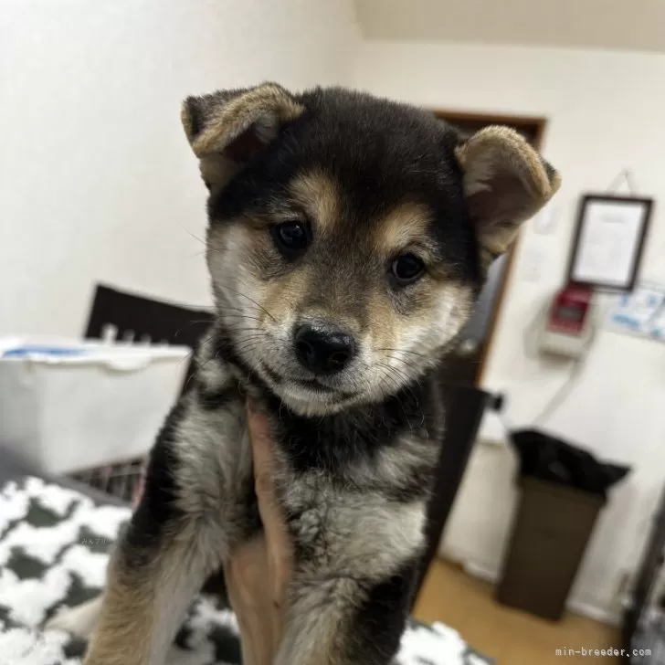 柴犬(標準サイズ)【千葉県・男の子・2024年11月9日・黒】の写真1