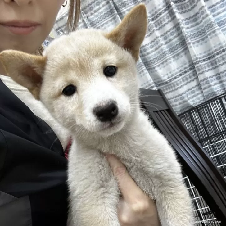 柴犬(標準サイズ)【千葉県・女の子・2024年9月8日・白】の写真1