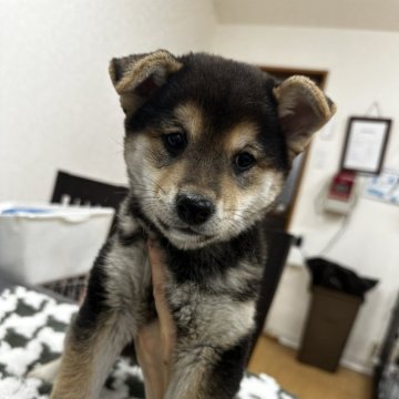 柴犬(標準サイズ)【千葉県・男の子・2024年11月9日・黒】の写真「たれ耳の男の子🩵ྀི🩵ྀི✨️」