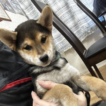 柴犬(標準サイズ)【千葉県・男の子・2024年11月20日・黒】の写真「凛々しい男の子✨💫」