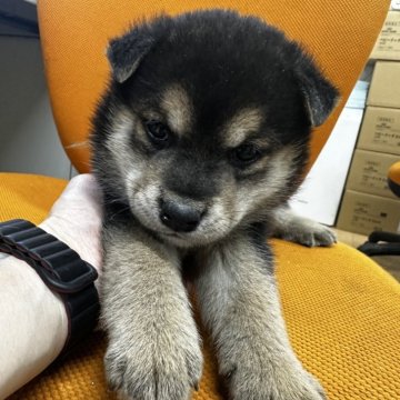 柴犬(標準サイズ)【千葉県・男の子・2024年12月15日・黒】の写真「ムチムチ男の子🐕🐕」