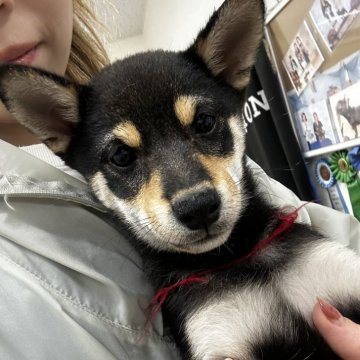 柴犬(標準サイズ)【千葉県・女の子・2024年9月11日・黒】の写真「小ぶりな女の子👧」