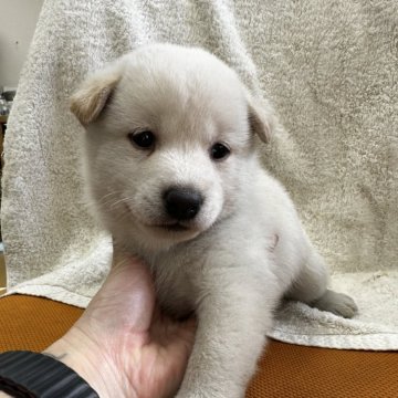 柴犬(標準サイズ)【千葉県・男の子・2024年11月9日・白】の写真「希少カラーの白柴くん🤍ྀི🤍ྀི」