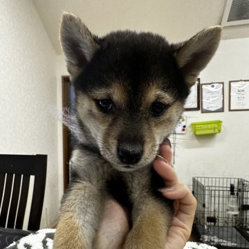 柴犬(標準サイズ)【千葉県・女の子・2024年11月20日・黒】の写真「大人しい女の子😍」