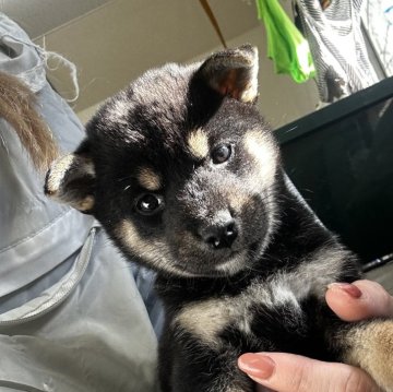 柴犬(標準サイズ)【千葉県・女の子・2024年11月20日・黒】の写真「小柄な女の子🥰🥰」