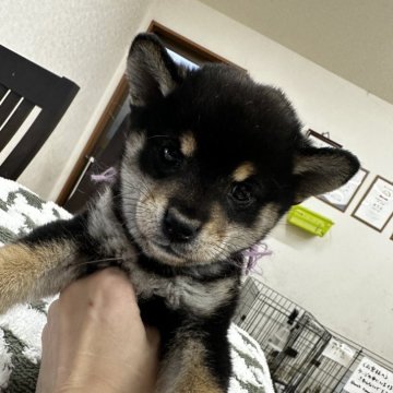 柴犬(標準サイズ)【千葉県・女の子・2024年11月20日・黒】の写真「小柄な女の子🥰🥰」