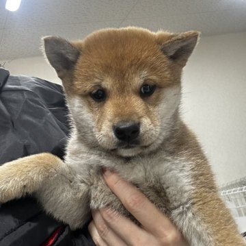 柴犬(標準サイズ)【千葉県・男の子・2024年11月9日・赤】の写真「マイペースな男の子🧡ᩚ🧡ᩚ」