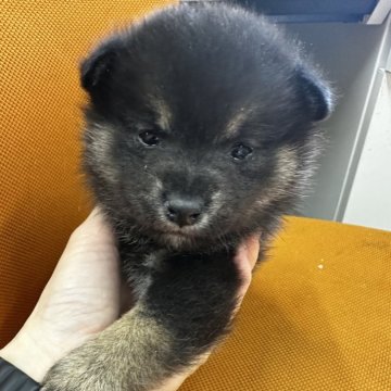 柴犬(標準サイズ)【千葉県・女の子・2024年12月20日・黒】の写真「もふもふ女の子😍😍」