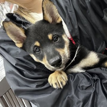 柴犬(標準サイズ)【千葉県・男の子・2024年8月19日・黒】の写真「イケメンくん😎✨️」