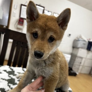 柴犬(標準サイズ)【千葉県・男の子・2024年11月9日・赤】の写真「マイペースな男の子🧡ᩚ🧡ᩚ✨」