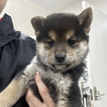 柴犬(標準サイズ)【千葉県・男の子・2024年11月9日・黒】の写真「たれ目の男の子🩵ྀི🩵ྀི」