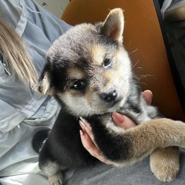 柴犬(標準サイズ)【千葉県・男の子・2024年11月20日・黒】の写真「凛々しい男の子✨💫」