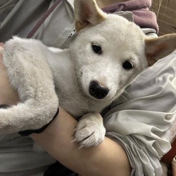 柴犬(標準サイズ)【千葉県・男の子・2024年9月8日・白】の写真「希少カラーの白柴くん❤️💛」