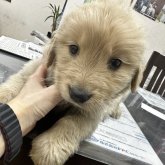 ゴールデンレトリバー