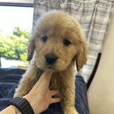 ゴールデンレトリバー